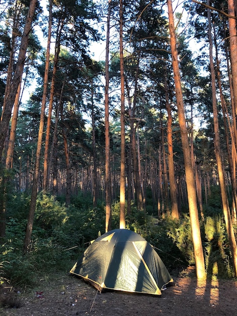 Tende contro gli alberi nella foresta