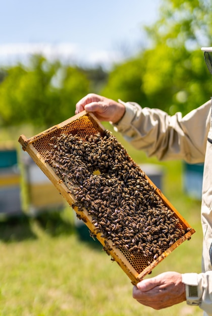 Tenendo il telaio delle api da apicoltura Telaio biologico per l'agricoltura di miele