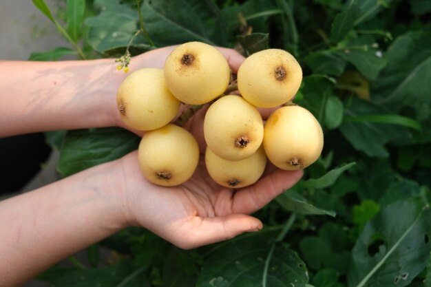 Tenendo in mano un frutto di nespola dorata, su uno sfondo verde scuro