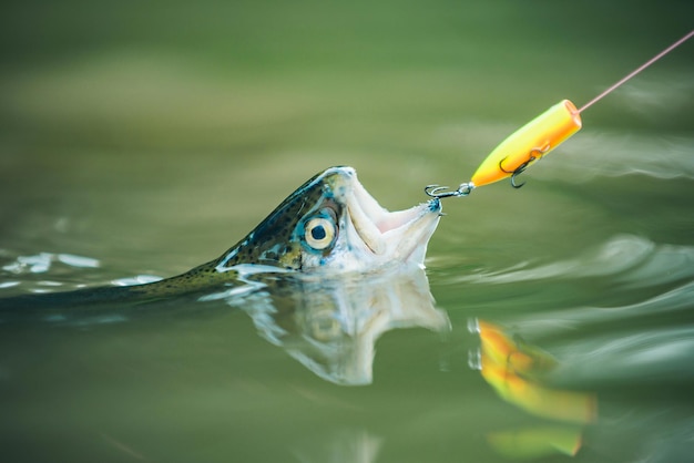 Tenendo la pesca alla trota fario nel pesce di fiume sulla pesca all'amo con la pesca sportiva con mulinello rotante