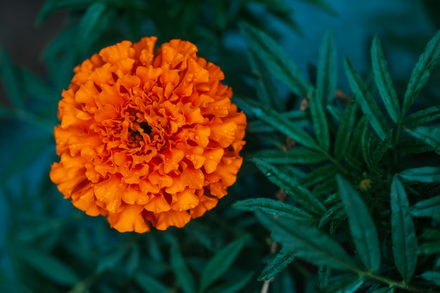 Tenera calendula su una ricca vegetazione con gocce di pioggia.