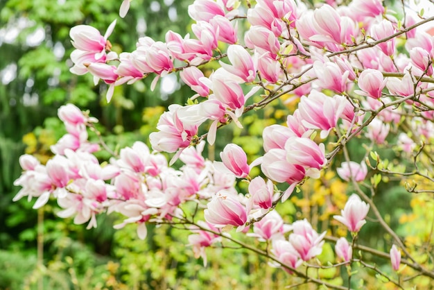 Tenera fioritura Sfondo floreale Concetto di giardino botanico Aroma e fragranza Stagione primaverile Botanica e giardinaggio Ramo di magnolia Fiori di magnolia Sfondo di fiori di magnolia da vicino