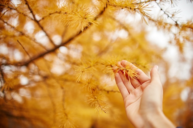 Tenere in mano Autunno dorato con alberi gialli nella foresta. Albero con aghi di larice giallo nelle mani delle donne, arrivò l'autunno. Meraviglioso mood autunnale