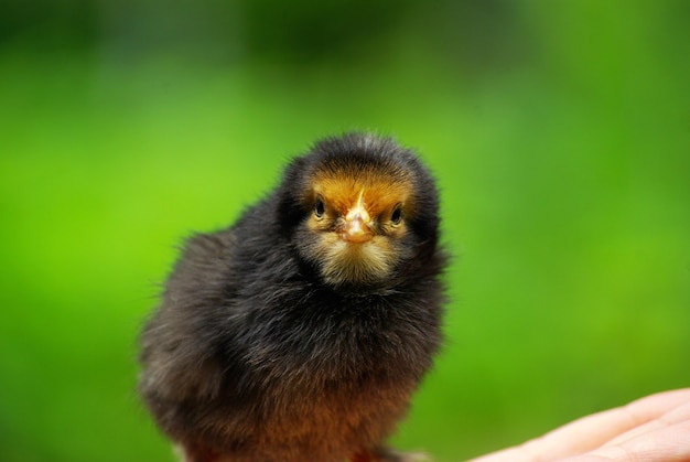 Tenere la mano per prendersi cura di un piccolo pollo