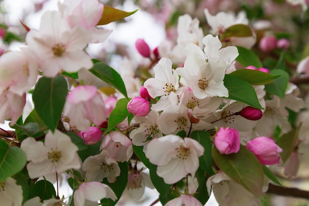 Teneri fiori di mela.