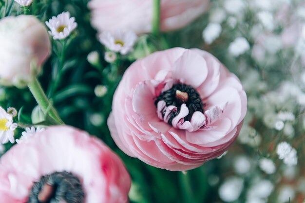 Teneri fiori di ranuncolo