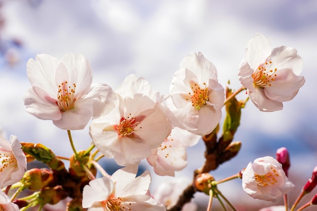 Teneri fiori di sakura o ciliegio che sbocciano in primavera su sfondo naturale in una giornata di sole