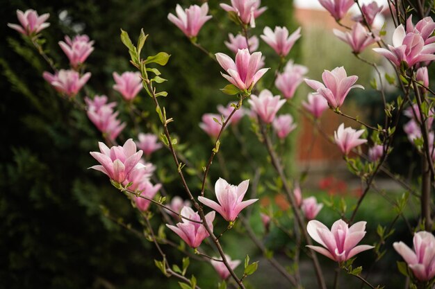 Teneri fiori rosa dell'albero di magnolia sbocciano in primavera