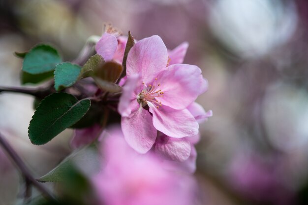 Teneri fiori rosa sul ramoscello, la primavera è arrivata