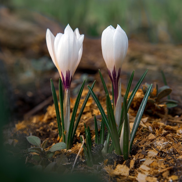 Teneri primi fiori primaverili crochi bianchi in un primo piano di radura della foresta