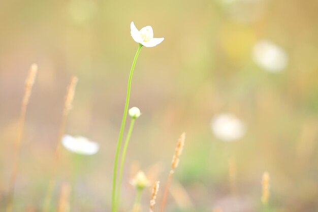 tenero sfondo di fiori primaverili / bella immagine di rami fioriti