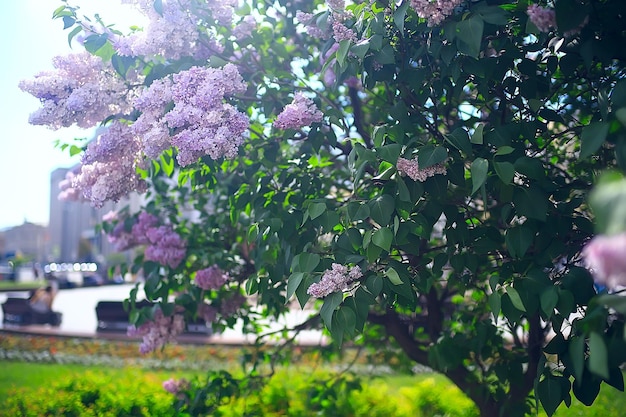 tenero sfondo di fiori primaverili / bella immagine di rami fioriti