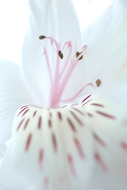 Tenero sfondo floreale di petali di fiori di Alstroemeria, pistilli e stami