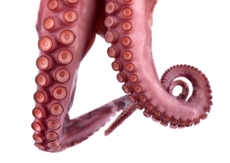 Tentacoli di polpo isolato su bianco
