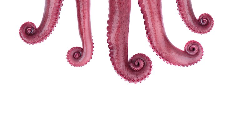 Tentacoli di polpo isolato su spazio bianco