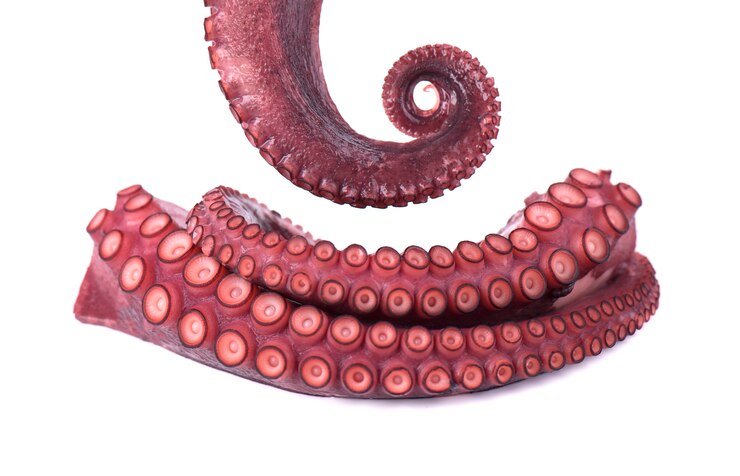 Tentacoli di polpo isolato su spazio bianco