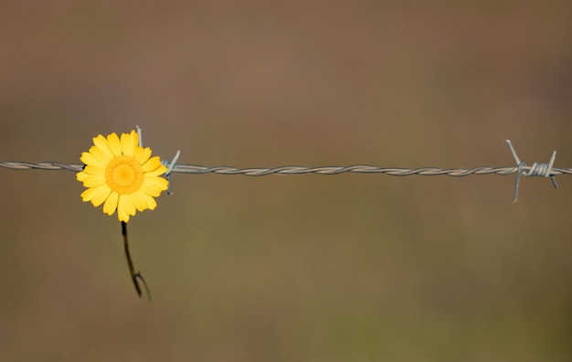 Tenuta gialla del fiore su un recinto di filo