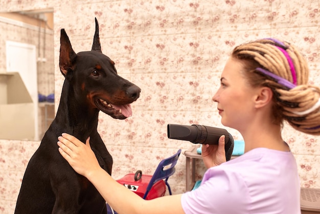 Terapista femminile che lavora con il cane in clinica veterinaria