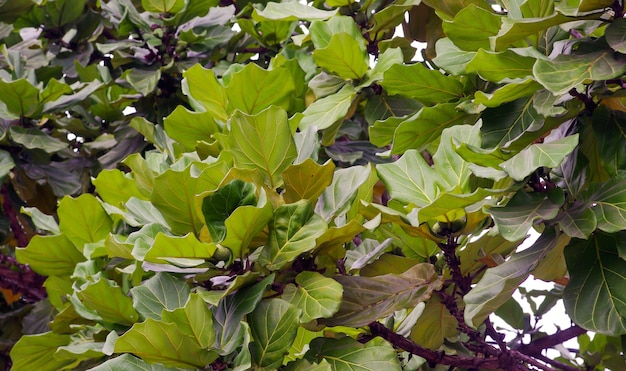 Terminalia catappa, mandorla tropicale o foglie di mandorla indiana in una giornata di sole.