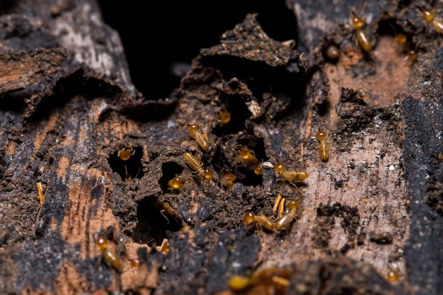 Termite che mangia legno