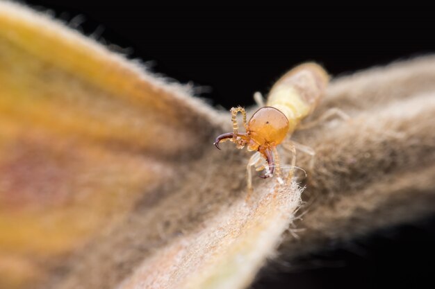 Termite di casta eccellente del macro lavoratore che cammina sulla foglia