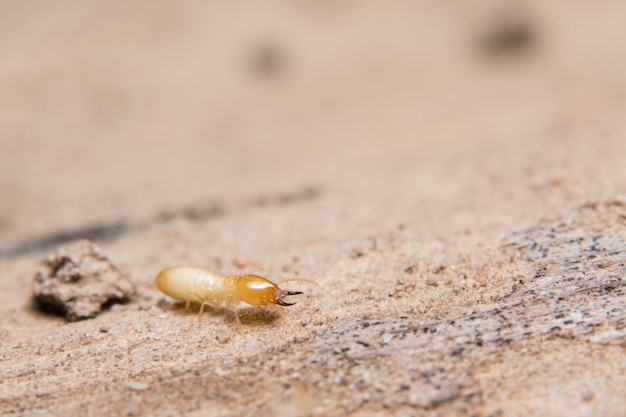 Termite macro su legno