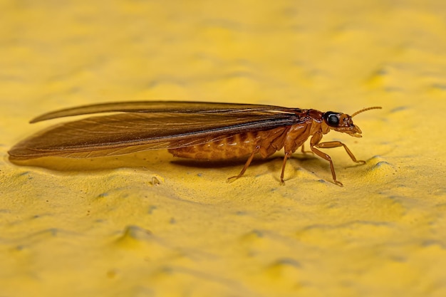 Termite superiore adulta