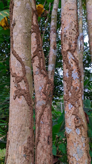 termiti che mangiano tronchi d'albero