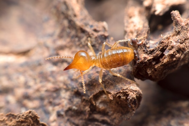 Termiti Close Up su Termites Nest