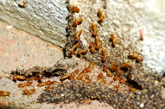 Termiti operaie Piccole termiti operaie che riparano un tunnel su Tree