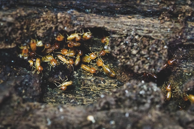 Termitisti Piccole termiti Termiti operai che riparano un tunnel Messa a fuoco selettiva
