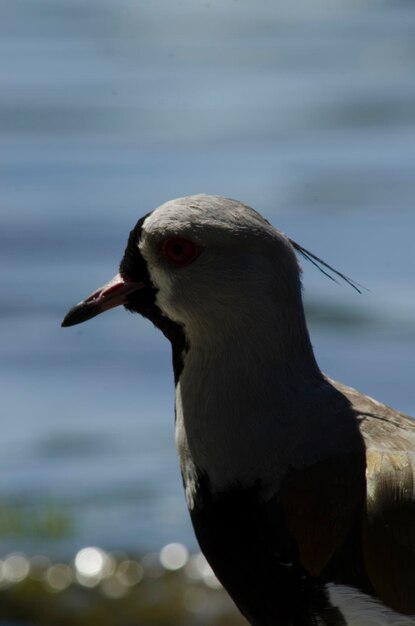 Tero Vanellus chilensis uccello con lago sullo sfondo