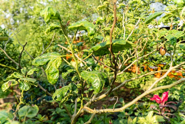 Terong Belanda o pianta di Tamarillo con frutta verde e foglie Solanum betaceum dall'Indonesia