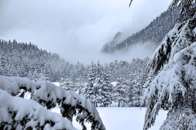 Terra coperta di neve e alberi contro il cielo