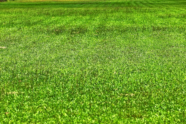 Terra del campo di erba verde alla luce del giorno del sole, trama di sfondo