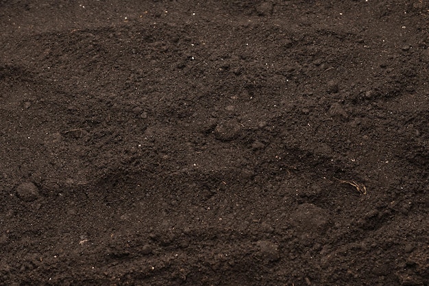 Terra nera per lo sfondo della pianta Vista dall'alto