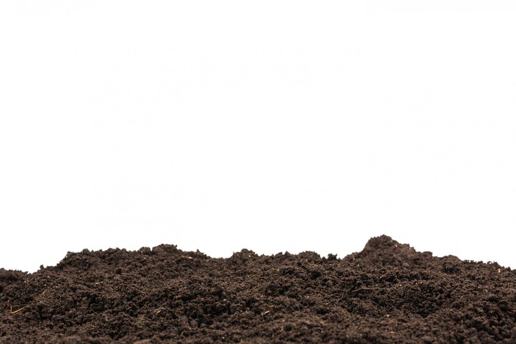 Terra nera per lo sfondo della pianta.