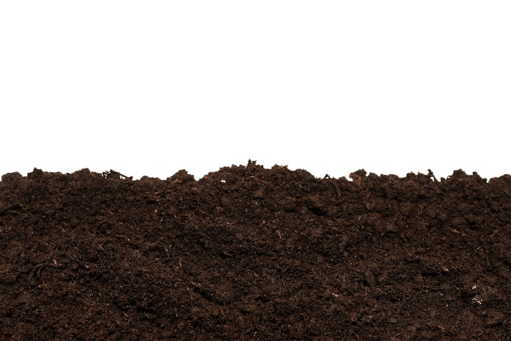 Terra nera per pianta isolata su superficie bianca.
