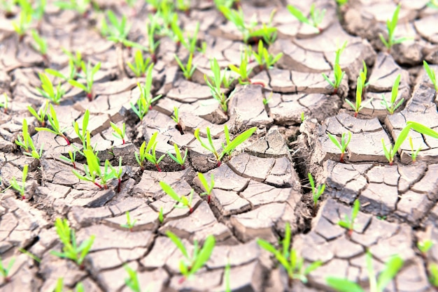 Terra secca e screpolata con piccole piante verdi