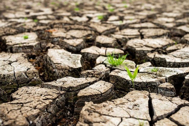 Terra secca incrinata senza acqua