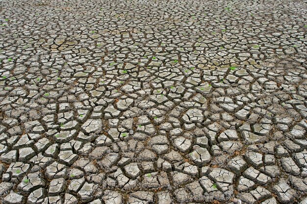 Terra secca incrinata senza acqua.