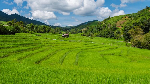 Terracciato campo di riso a Chiangmai Royal Project Khun Pae Thailandia settentrionale