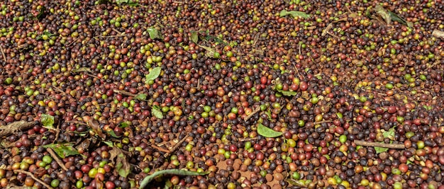 Terrazza caffè Chicchi di caffè in lavorazione essiccano il caffè rimuovendo tutta l'umidità