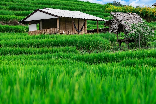 Terrazza di riso Bongpieng sulla montagna a chiengmai Le terrazze di riso più belle della Thailandia