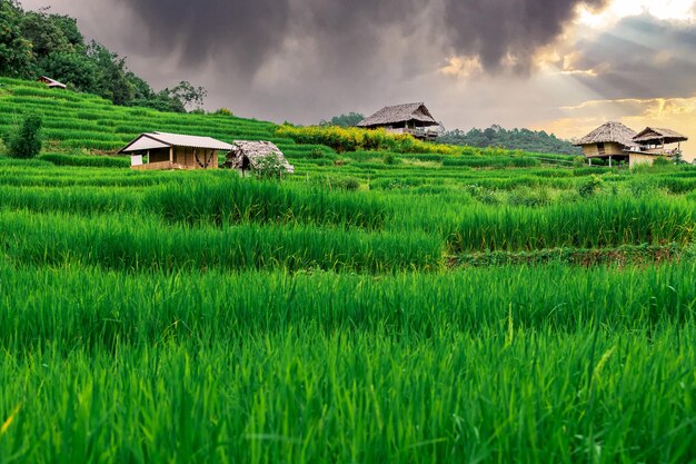 Terrazza di riso Bongpieng sulla montagna a chiengmai Le terrazze di riso più belle della Thailandia