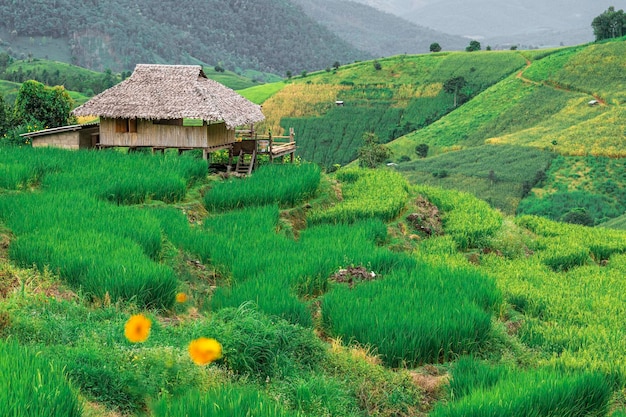 Terrazza di riso Bongpieng sulla montagna a chiengmai Le terrazze di riso più belle della Thailandia