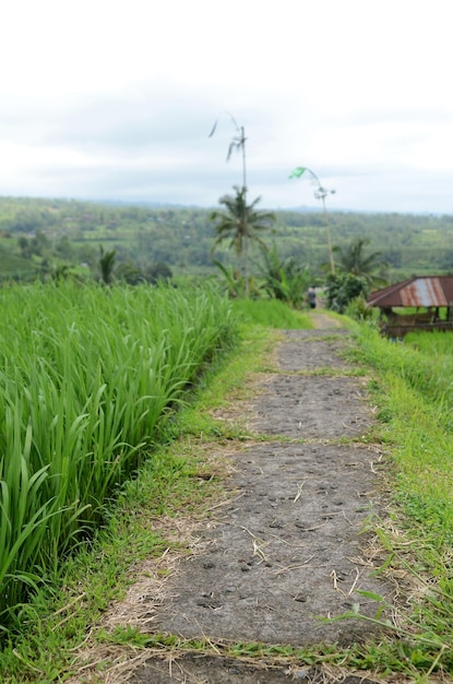 Terrazza di riso Jatiluwih a Ubud Bali