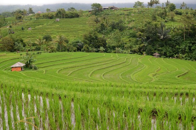 Terrazza di riso Jatiluwih a Ubud Bali