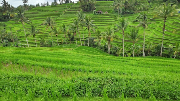 Terrazza di riso Jatiluwih con giornata di sole a Ubud Bali