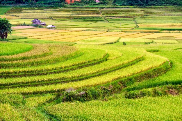 Terrazze del campo di riso con cottage in valle alle zone rurali